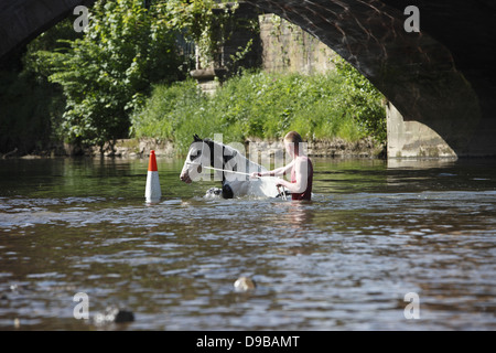 Zigeuner waschen ihre Pferde und Ponys in den Fluss Eden vor paradieren sie zum Verkauf an Appleby Horse Fair, in Cumbria, England Stockfoto