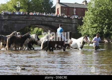 Zigeuner waschen ihre Pferde und Ponys in den Fluss Eden vor paradieren sie zum Verkauf an Appleby Horse Fair, in Cumbria, England Stockfoto