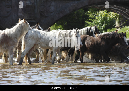 Zigeuner waschen ihre Pferde und Ponys in den Fluss Eden vor paradieren sie zum Verkauf an Appleby Horse Fair, in Cumbria, England Stockfoto