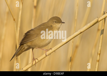 Savi Grasmücke, Locustella Luscinioides, Rohrschwirl, Locustelle luscinioïde Stockfoto