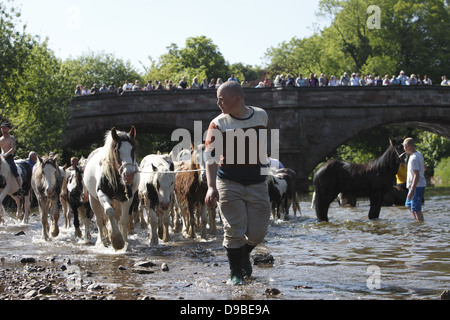 Zigeuner waschen ihre Pferde und Ponys in den Fluss Eden vor paradieren sie zum Verkauf an Appleby Horse Fair, in Cumbria, England Stockfoto