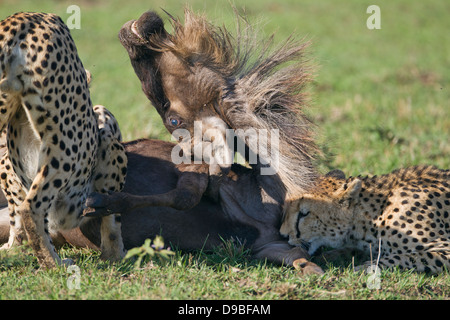 Geparden, die Tötung eines Gnus, Masai Mara, Kenia Stockfoto