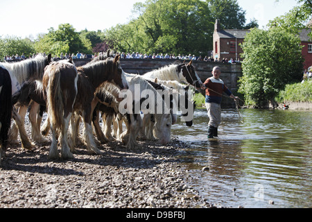 Zigeuner waschen ihre Pferde und Ponys in den Fluss Eden vor paradieren sie zum Verkauf an Appleby Horse Fair, in Cumbria, England Stockfoto