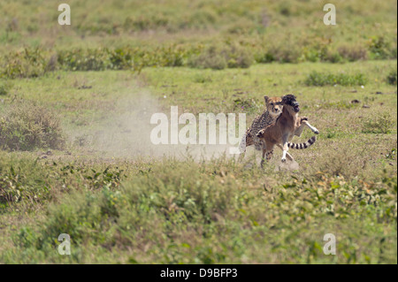 Geparden jagen eine GNU Kalb, Serengeti, Tansania Stockfoto