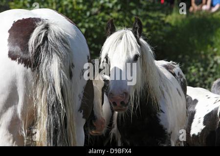 Zigeuner waschen ihre Pferde und Ponys in den Fluss Eden vor paradieren sie zum Verkauf an Appleby Horse Fair, in Cumbria, England Stockfoto