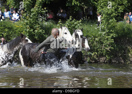 Zigeuner waschen ihre Pferde und Ponys in den Fluss Eden vor paradieren sie zum Verkauf an Appleby Horse Fair, in Cumbria, England Stockfoto