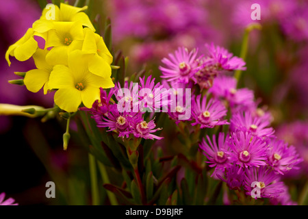 Flores Amarillas y Purpuras, gelb und lila Blumen Stockfoto