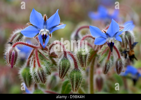 Flor De La Borraja, Borretsch Blume, Flor Azul, blaue Blume Stockfoto