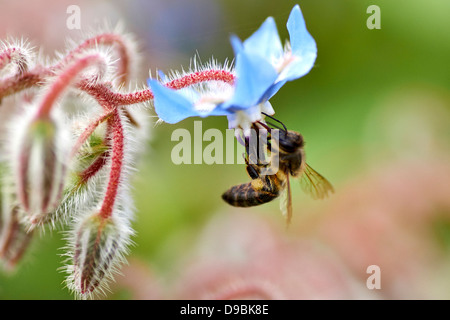 Abeja Sobre Flor, Biene auf blaue Blume Stockfoto