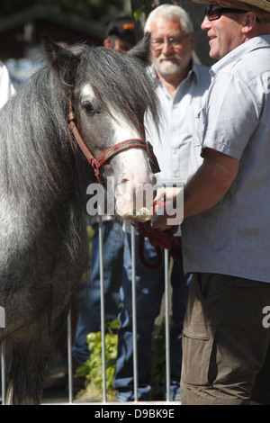 Zigeuner pflegen ihre Pferde und Ponys in den Fluss Eden vor paradieren sie zum Verkauf an Appleby Horse Fair, in Cumbria, England Stockfoto