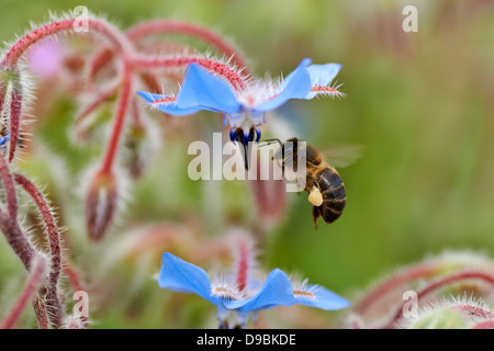 Abeja Sobre Flor, Biene auf blaue Blume Stockfoto