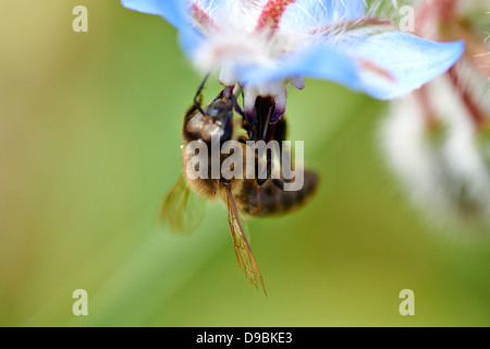 Abeja Sobre Flor, Biene auf blaue Blume Stockfoto