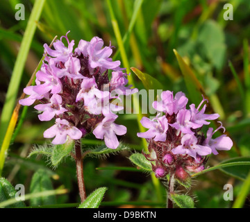 Wilder Thymian - Thymus Polytrichus zwei Blütenköpfe Stockfoto