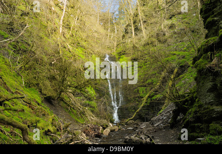 Wasser-Its-halsbrecherischen Wasserfall, Warren Woods, Radnor Wald, Wales Stockfoto