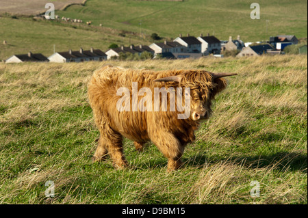 Schottische Hochlandrinder, Schottland, Großbritannien, Europa, Galloway, Hochlandrind Traditionsmusik, Schottland, Grossbritannien, Eu Stockfoto