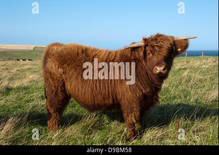 Schottische Hochlandrinder, Schottland, Großbritannien, Europa, Galloway, Hochlandrind Traditionsmusik, Schottland, Grossbritannien, Eu Stockfoto