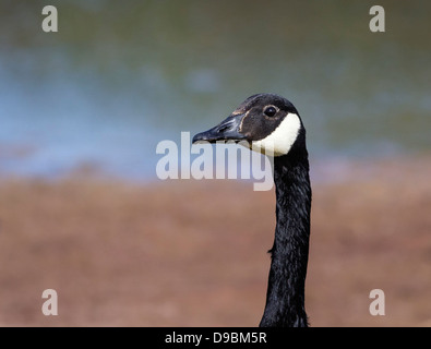 Kanadagans (Branta canadensis), Leiter Porträt, New Forest, England, UK. Stockfoto