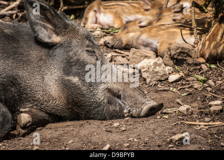 Mutter Wildschwein und Pigletts sonnen sich in der Mittagssonne. Stockfoto