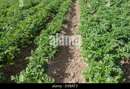 Jersey Royal Kartoffeln, in fester Boden, Jersey, Channel Islands Stockfoto