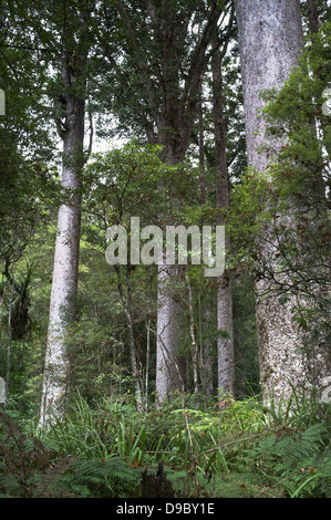 dh Manginangina Reserve NORTHLAND Neuseeland Manginangina Kauri Walk Kauri-Regenwald-Bäume Stockfoto