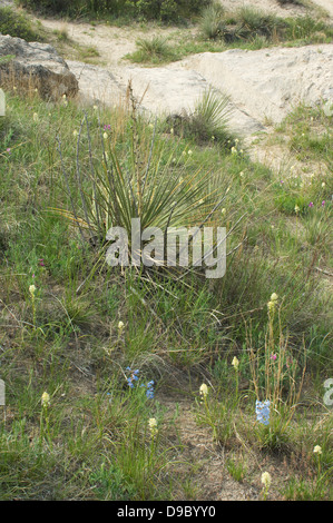 Wagenspuren der Oregon Trail in der Nähe von Guernsey, Wyoming. Digitale Fotografie Stockfoto