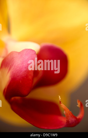 Orchideen gelb rot, Orquidea Amarilla y roja Stockfoto