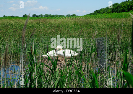 Weibliche Höckerschwan auf Nest Eiern sitzen. Stockfoto