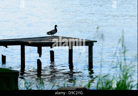 Einsame männliche Stockente auf alten Pier zu sitzen. Stockfoto