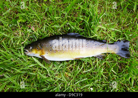 Eine frisch gefangene Forelle auf dem Rasen angelegt. Stockfoto