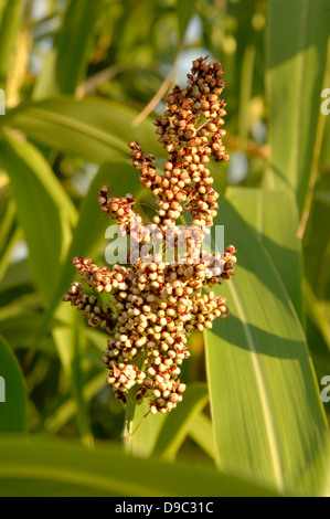 Hirse wächst im Kraftwerk Garten am National Arboretum in Washington, D.C. am 19. August 2008. Sorghum könnte in Umgebungen zu hart für Mais oder Zuckerrohr wächst und eine alternative Kultur für Zucker und Getreide Ethanol-Produktion. Stockfoto