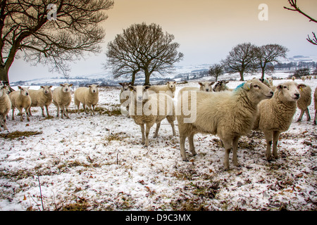 Schafe im Schnee überdachten Bereich Stockfoto