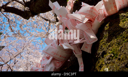 Omikuji gebunden an einen Kirschbaum-Stamm am Yasukuni-Schrein Stockfoto