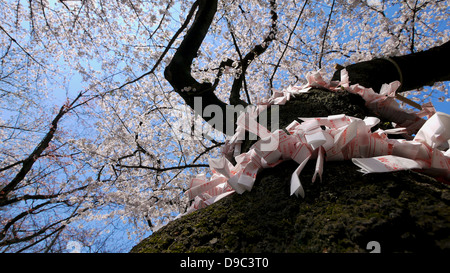 Omikuji gebunden an einen Kirschbaum-Stamm am Yasukuni-Schrein Stockfoto
