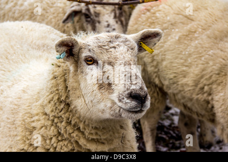 Schafe Stockfoto