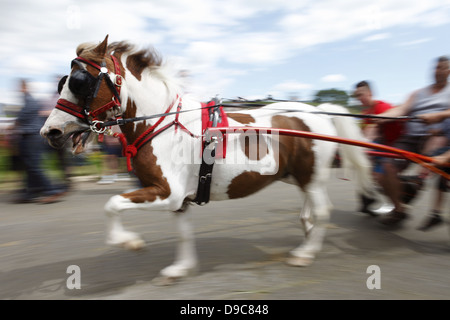 Zigeuner fahren ihre Pferde auf dem "blinkende Lane" oder "mad Meile" zu zeigen, um Käufer in Appleby Horse Fair, in Cumbria, England Stockfoto