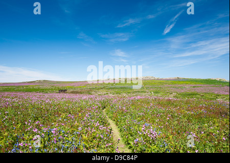 Moorigen Mere ausblenden und Gorse Hill auf der Insel Skomer im Frühjahr, South Pembrokeshire, Wales, Vereinigtes Königreich Stockfoto