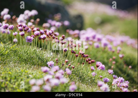 Meer Sparsamkeit, Armeria Maritima in Blüte Stockfoto