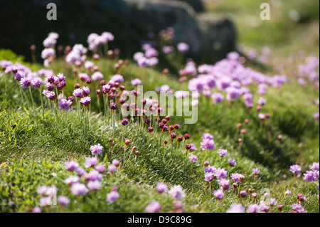 Meer Sparsamkeit, Armeria Maritima in Blüte Stockfoto