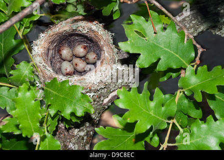 Der Buchfink Vogel nest auf einer Eiche Zweig mit fünf Eiern. Stockfoto