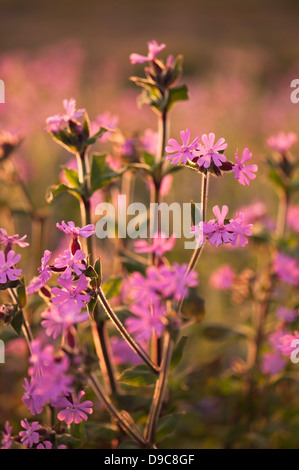 Red Campion, Silene Dioica, in der Dämmerung auf Skomer, South Pembrokeshire, Wales, Vereinigtes Königreich Stockfoto