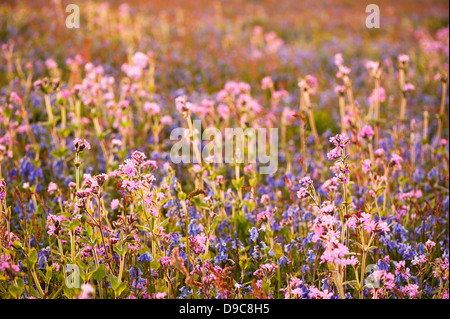 Red Campion, Silene Dioica, und englischen Bluebells, Hyacinthoides non Scripta, in der Dämmerung auf Skomer, South Pembrokeshire, Wales, UK Stockfoto