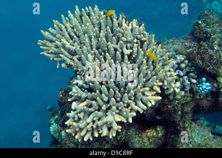 Korallen-Formationen, dem Great Barrier Reef, Queensland, Australien Stockfoto