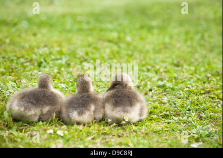 Graugans Gänse Gänsel, Anser anser Stockfoto