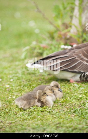 Graugans Gänse Gänsel, Anser anser Stockfoto