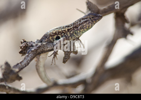 Männliche östlichen Seite-blotched Eidechse, (Uta Stansburiana Stejnergeri), Bosque del Apache National Wildlife Refuge, New Mexico, USA. Stockfoto