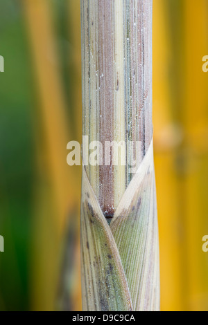 Phyllostachys Aureosulcata Spectabilis. Hülle für The Green Barcode Bamboo Stockfoto