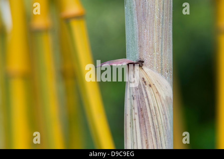 Phyllostachys Aureosulcata Spectabilis. Hülle für The Green Barcode Bamboo Stockfoto