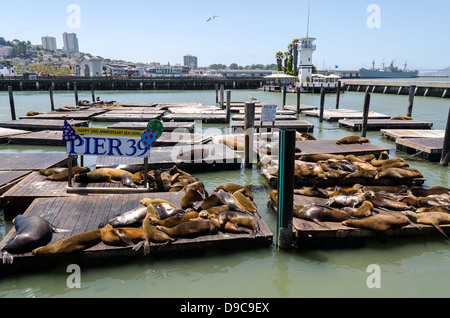 Seelöwen am Pier 39 in San Francisco Stockfoto