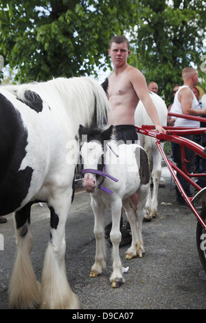 Zigeuner pflegen ihre Pferde und Ponys in den Fluss Eden vor paradieren sie zum Verkauf an Appleby Horse Fair, in Cumbria, England Stockfoto