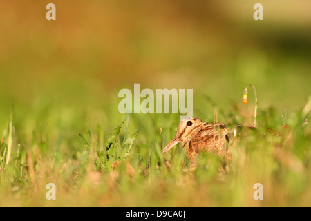 Versteck Waldschnepfe (Scolopax Rusticola), Europa Stockfoto